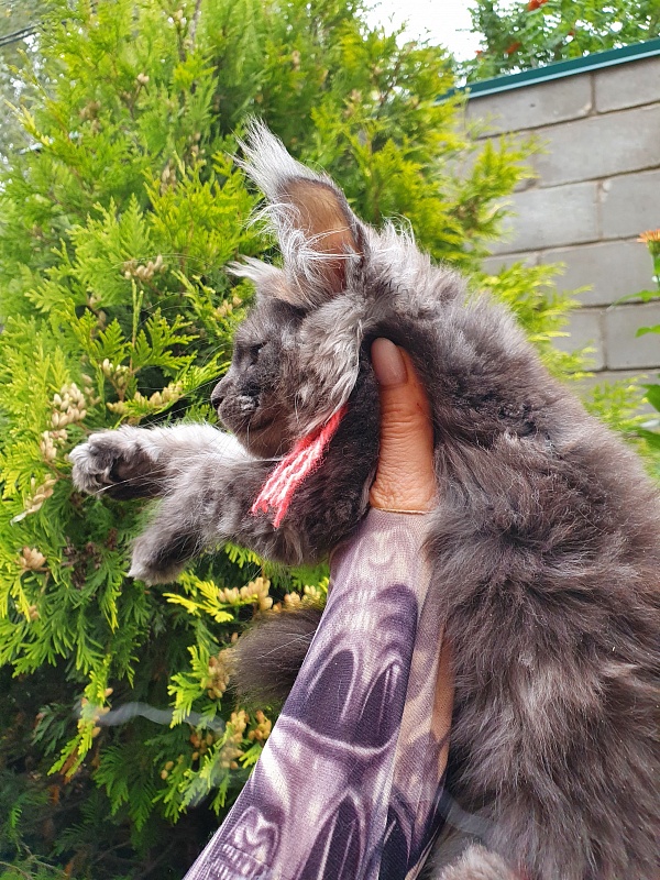 R*Tasha Akbars - Kitten maine-coon 2 months 3 weeks