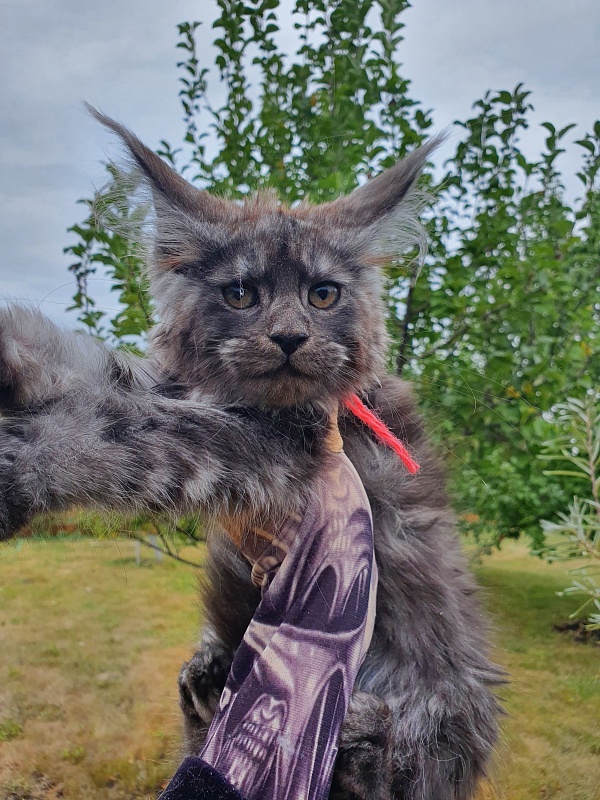 R*Tasha Akbars - Kitten maine-coon 2 months 3 weeks