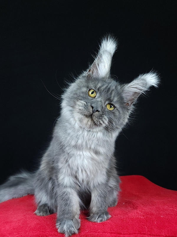 R*Tasha Akbars - Junior maine-coon 7 months 1 week