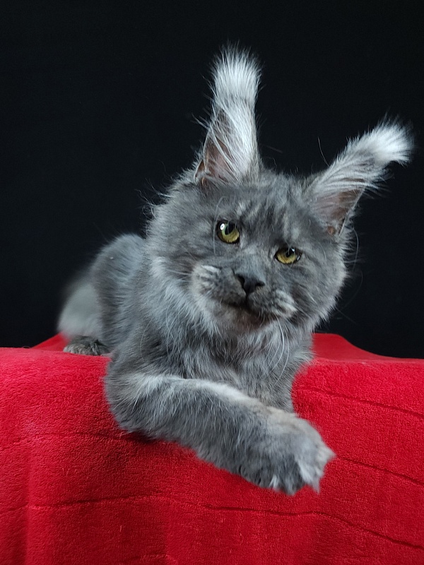 R*Tasha Akbars - Junior maine-coon 7 months 1 week