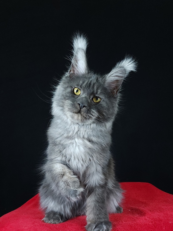 R*Tasha Akbars - Junior maine-coon 7 months 1 week