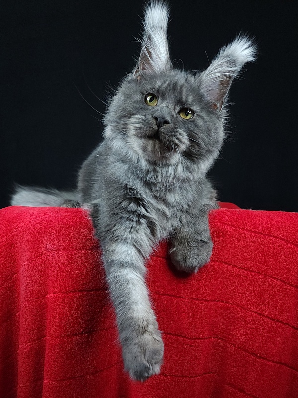 R*Tasha Akbars - Junior maine-coon 7 months 1 week