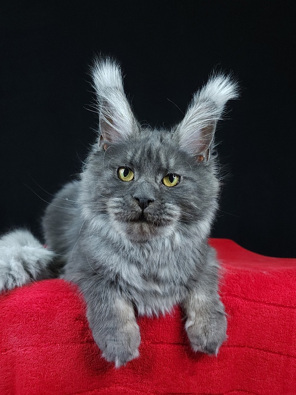 R*Tasha Akbars - Junior maine-coon 7 months 1 week