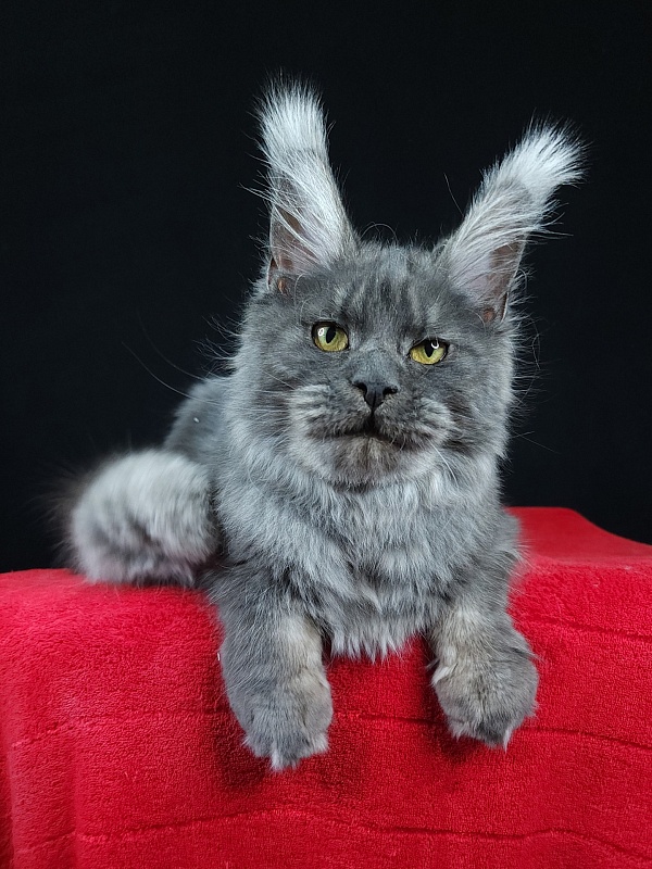 R*Tasha Akbars - Junior maine-coon 7 months 1 week