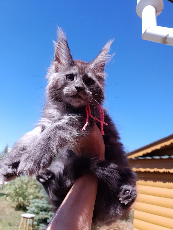 R*Tasha Akbars - Kitten maine-coon 2 months