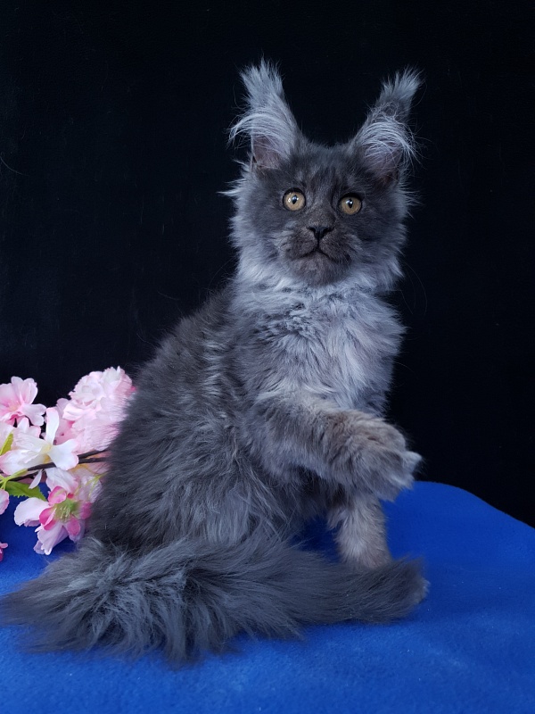 R*Tasha Akbars - Kitten maine-coon 3 months 3 weeks