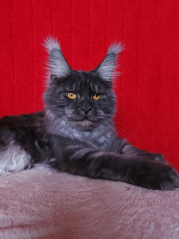 R*Tasha Akbars - Junior maine-coon 9 months 3 weeks