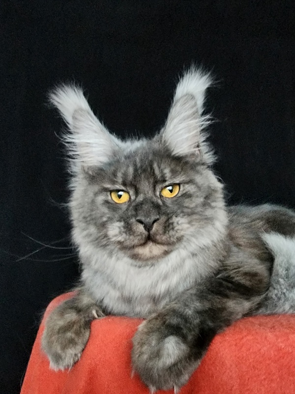R*Tasha Akbars - Junior maine-coon 8 months 0.5 weeks