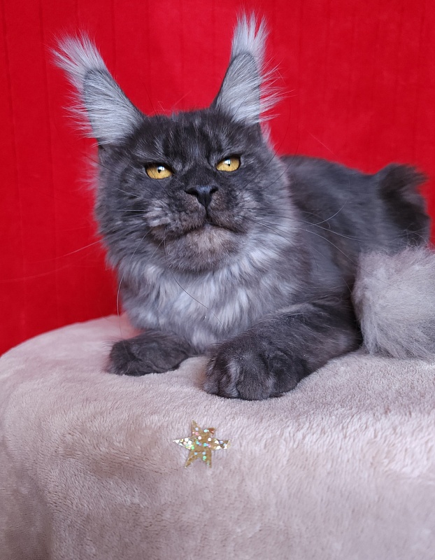 R*Tasha Akbars - Junior maine-coon 9 months 3 weeks