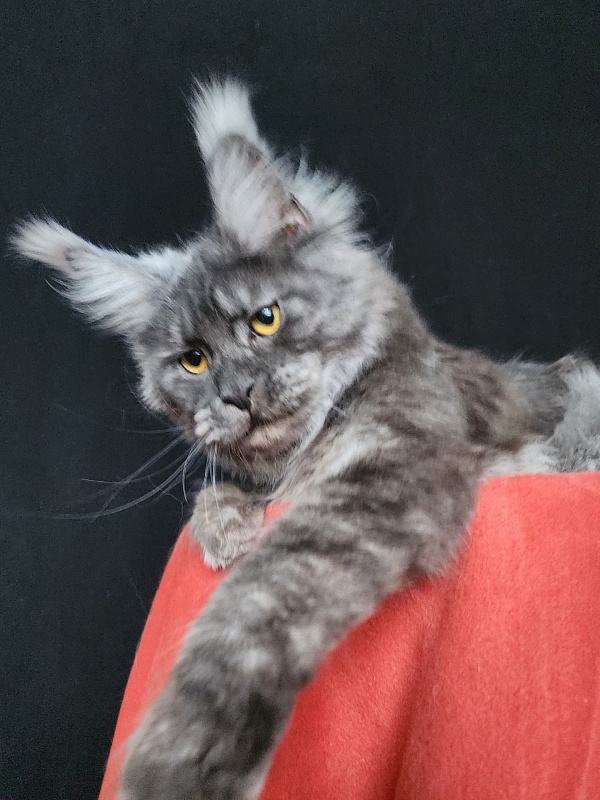 R*Tasha Akbars - Junior maine-coon 8 months 0.5 weeks