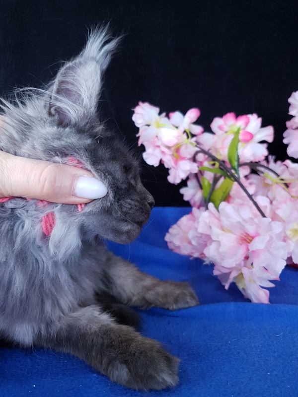 R*Tasha Akbars - Kitten maine-coon 3 months 3 weeks