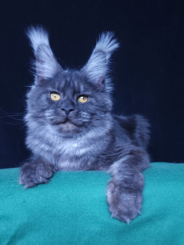 R*Tasha Akbars - Junior maine-coon 8 months 1 week