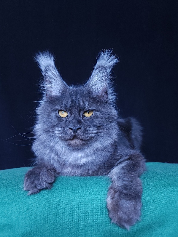 R*Tasha Akbars - Junior maine-coon 8 months 1 week