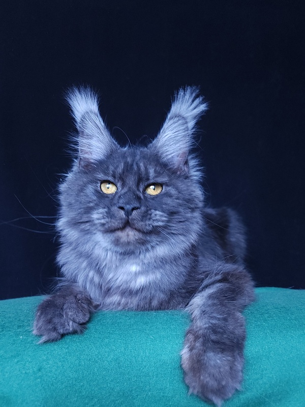 R*Tasha Akbars - Junior maine-coon 8 months 1 week