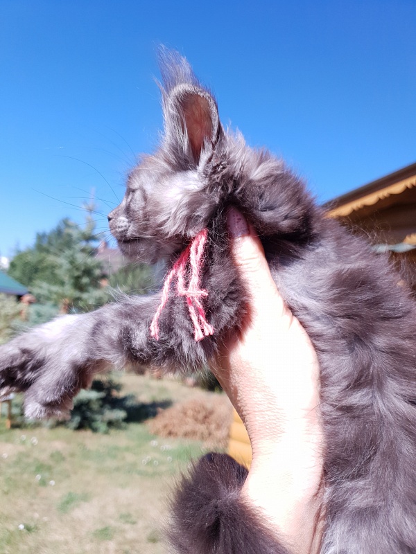 R*Tasha Akbars - Kitten maine-coon 2 months