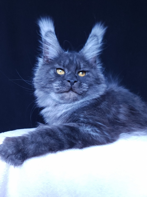 R*Tasha Akbars - Junior maine-coon 8 months 1 week