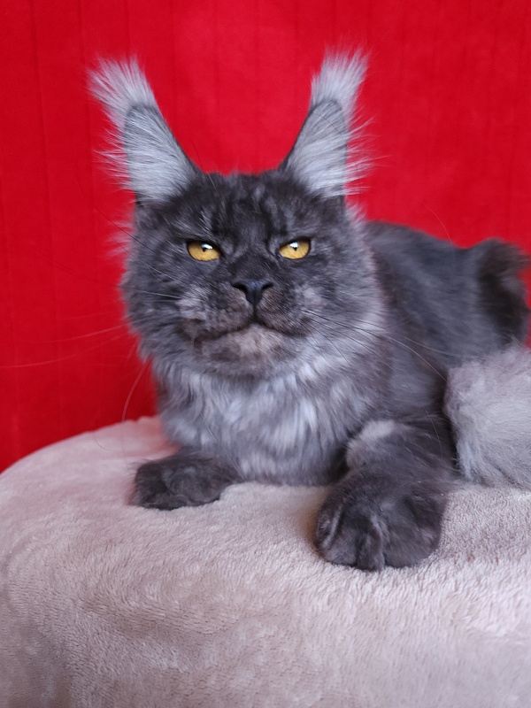 R*Tasha Akbars - Junior maine-coon 9 months 3 weeks