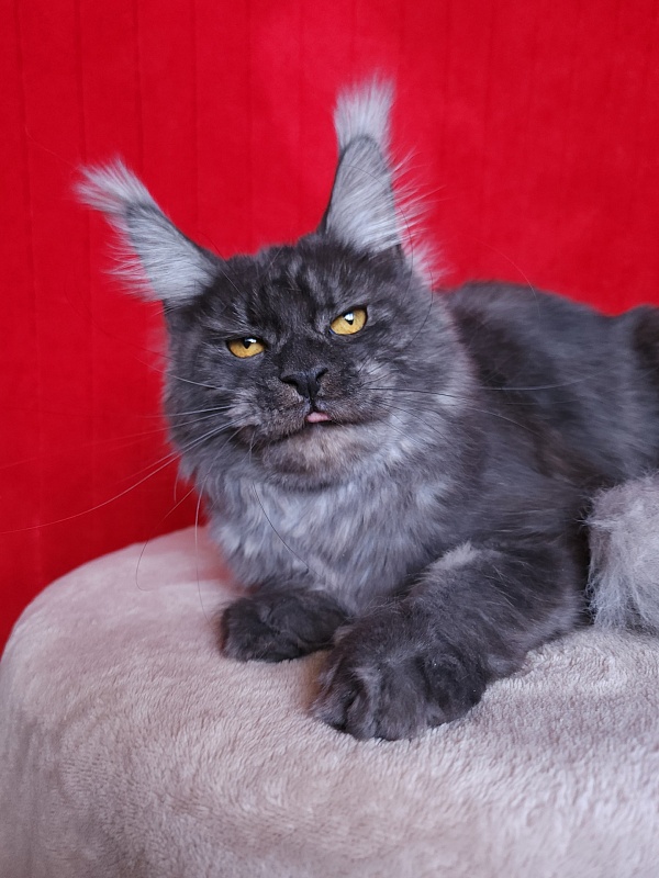 R*Tasha Akbars - Junior maine-coon 9 months 3 weeks