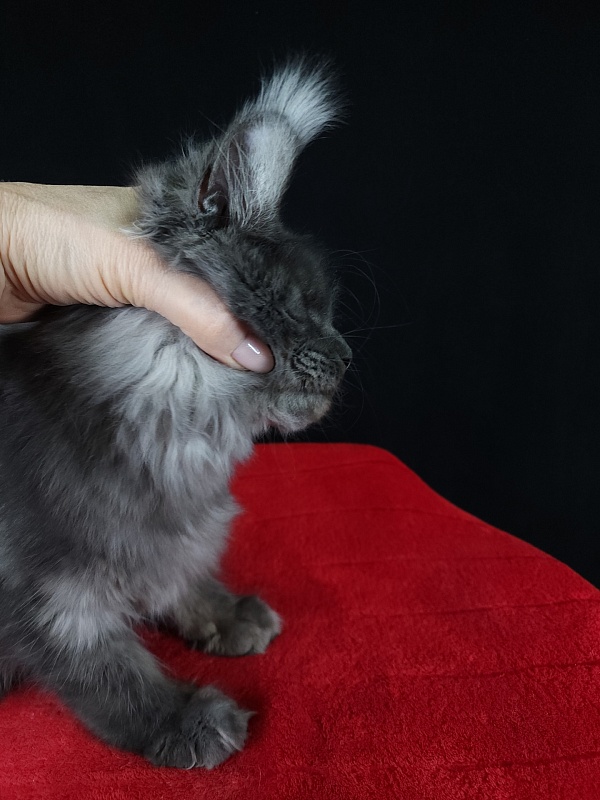 R*Tasha Akbars - Junior maine-coon 7 months 1 week