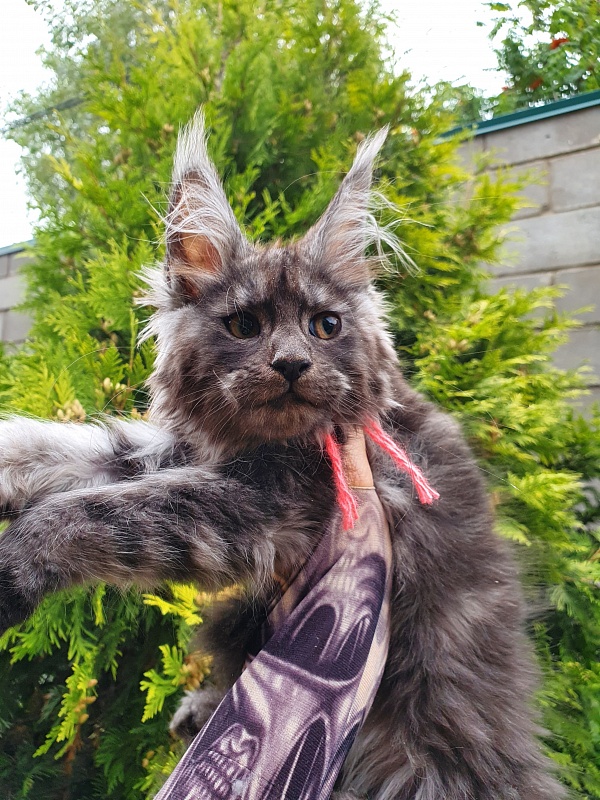 R*Tasha Akbars - Kitten maine-coon 2 months 3 weeks