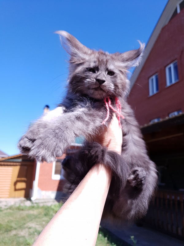 R*Tasha Akbars - Kitten maine-coon 2 months