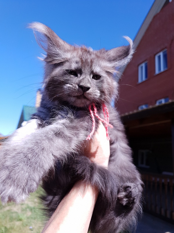 R*Tasha Akbars - Kitten maine-coon 2 months