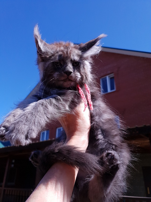 R*Tasha Akbars - Kitten maine-coon 2 months