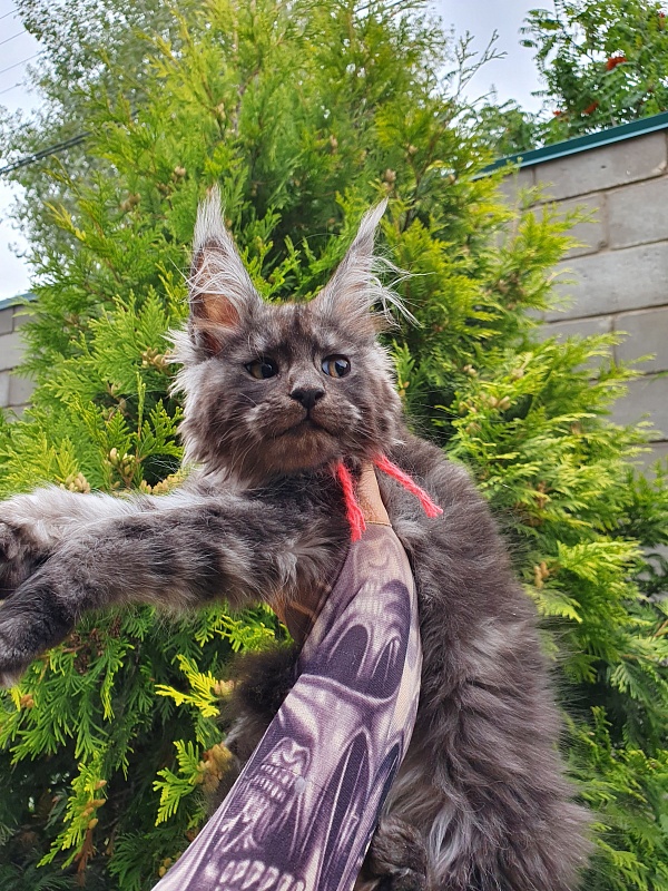 R*Tasha Akbars - Kitten maine-coon 2 months 3 weeks