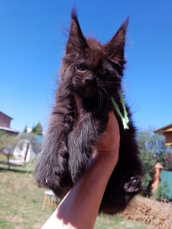 R*Tutti Akbars - Kitten maine-coon 2 months 0.5 weeks