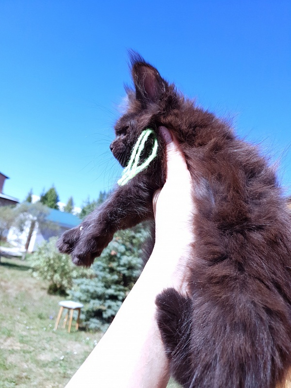 R*Tutti Akbars - Kitten maine-coon 2 months 0.5 weeks