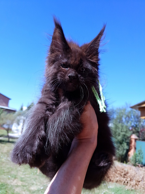 R*Tutti Akbars - Kitten maine-coon 2 months 0.5 weeks