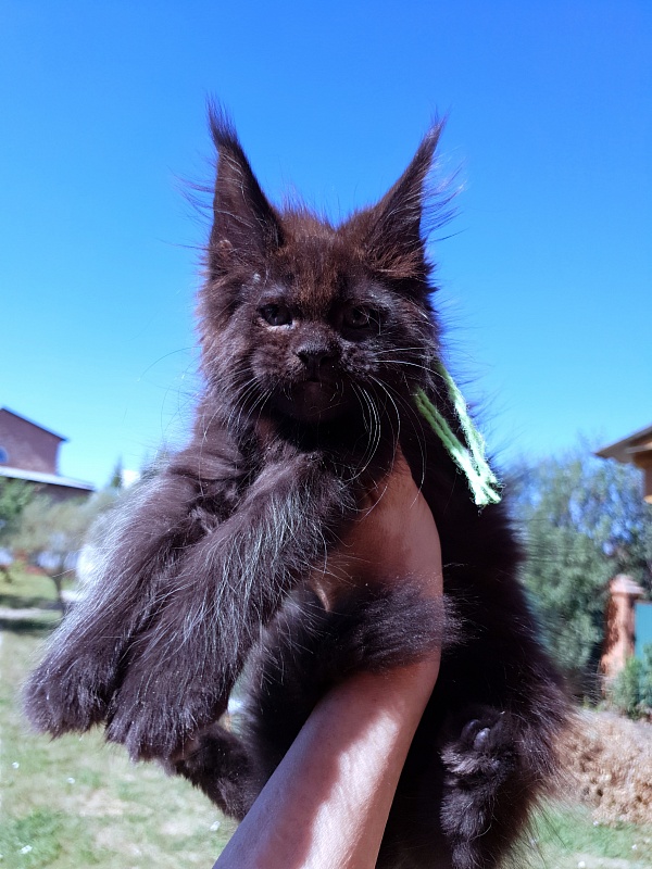 R*Tutti Akbars - Kitten maine-coon 2 months 0.5 weeks