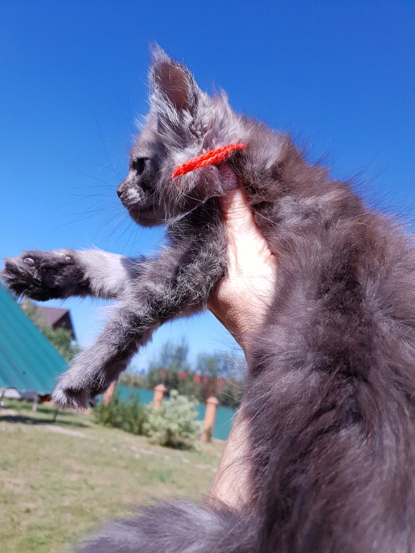 R*Tapioca  Akbars (PET) - Kitten maine-coon 2 months