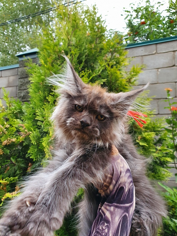 R*Tapioca  Akbars (PET) - Kitten maine-coon 2 months 3 weeks