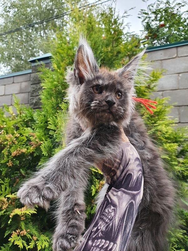 R*Tapioca  Akbars (PET) - Kitten maine-coon 2 months 3 weeks