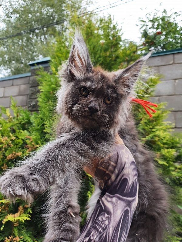 R*Tapioca  Akbars (PET) - Kitten maine-coon 2 months 3 weeks