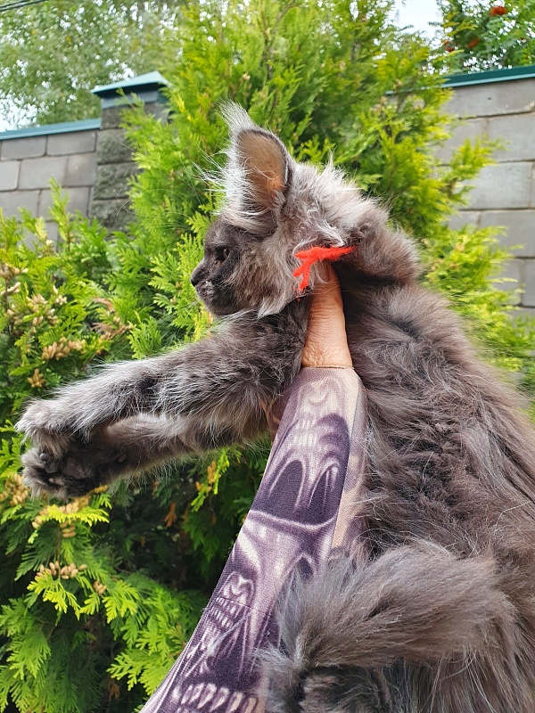 R*Tapioca  Akbars (PET) - Kitten maine-coon 2 months 3 weeks