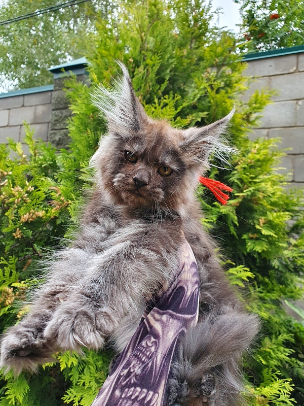 R*Tapioca  Akbars (PET) - Kitten maine-coon 2 months 3 weeks