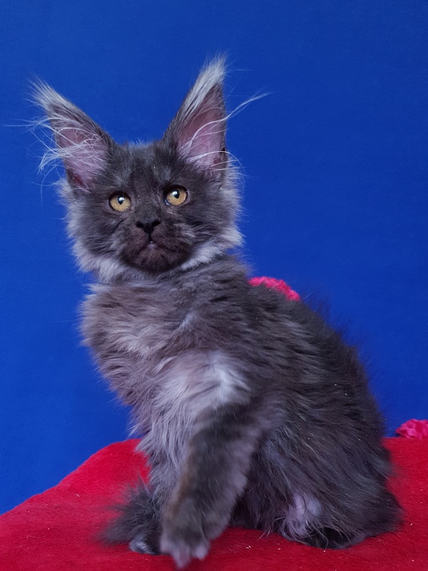 R*Tapioca  Akbars (PET) - Kitten maine-coon 4 months