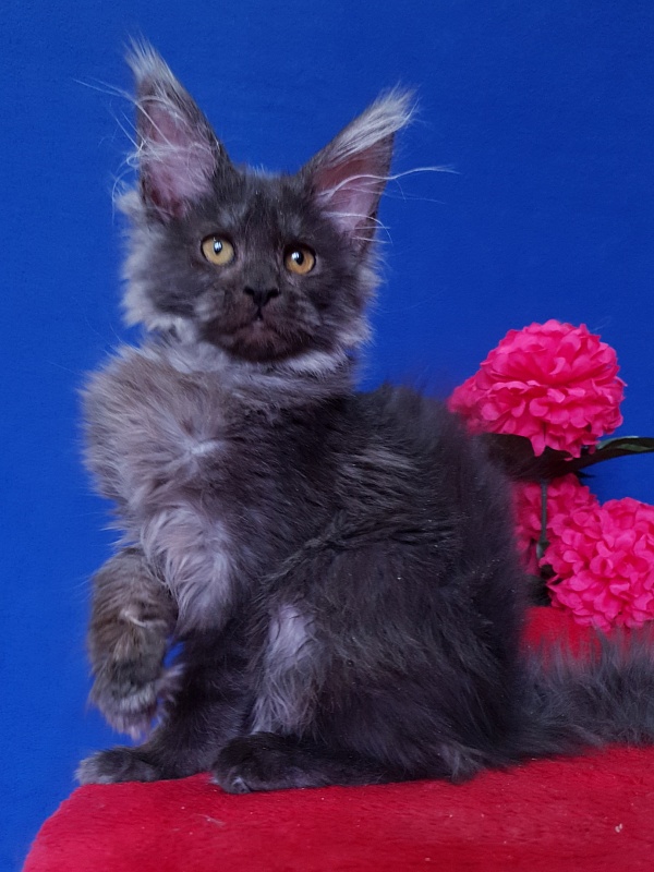 R*Tapioca  Akbars (PET) - Kitten maine-coon 4 months