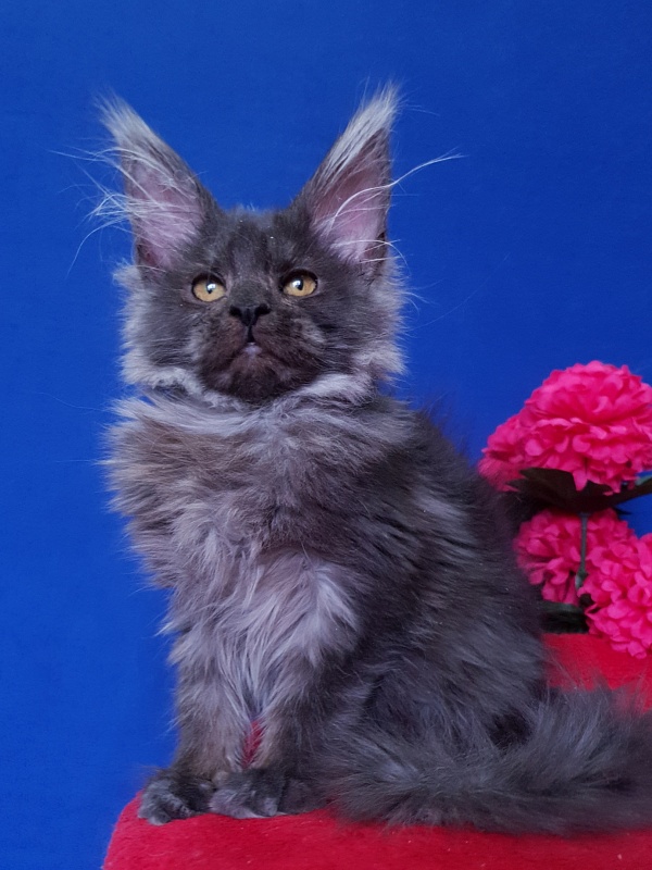 R*Tapioca  Akbars (PET) - Kitten maine-coon 4 months