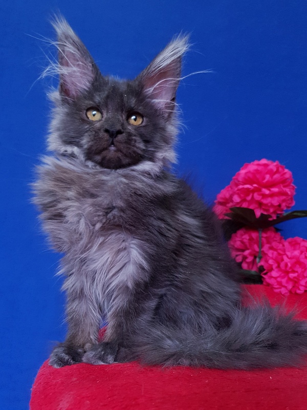 R*Tapioca  Akbars (PET) - Kitten maine-coon 4 months