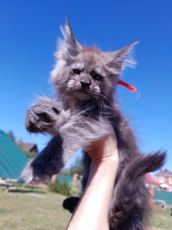 R*Tapioca  Akbars (PET) - Kitten maine-coon 2 months