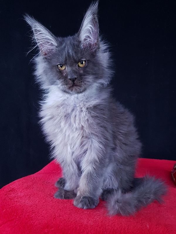 R*Tapioca  Akbars (PET) - Kitten maine-coon 5 months