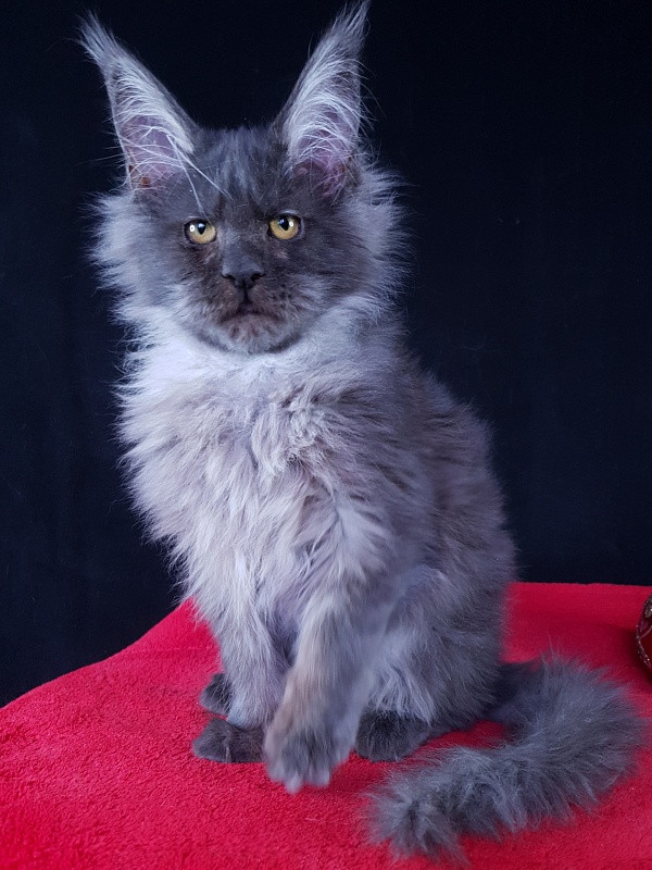R*Tapioca  Akbars (PET) - Kitten maine-coon 5 months