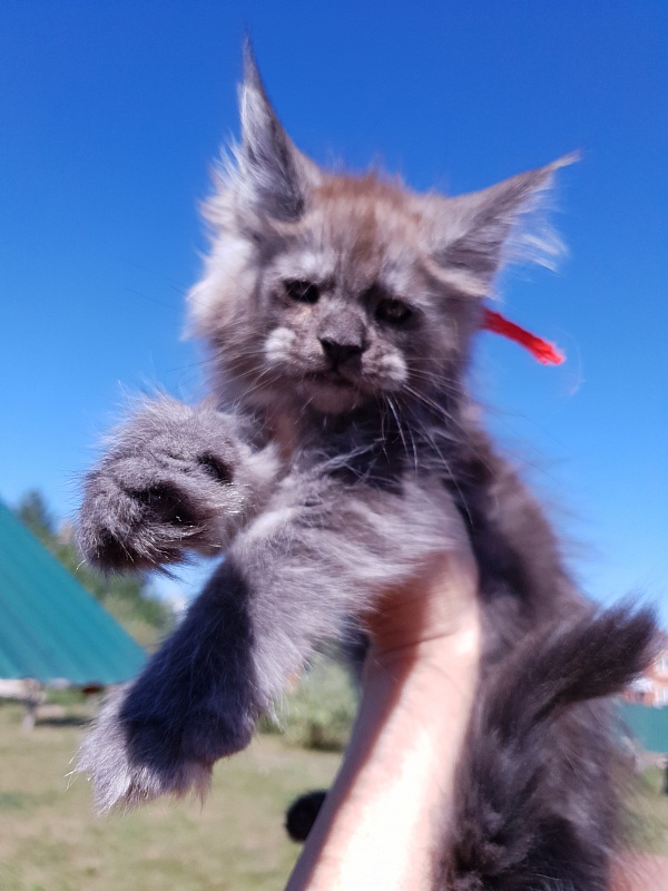 R*Tapioca  Akbars (PET) - Kitten maine-coon 2 months