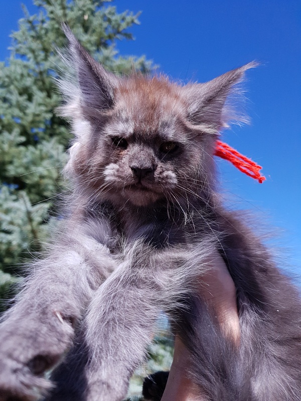 R*Tapioca  Akbars (PET) - Kitten maine-coon 2 months