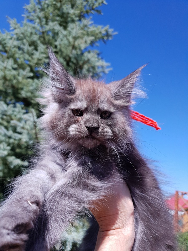 R*Tapioca  Akbars (PET) - Kitten maine-coon 2 months