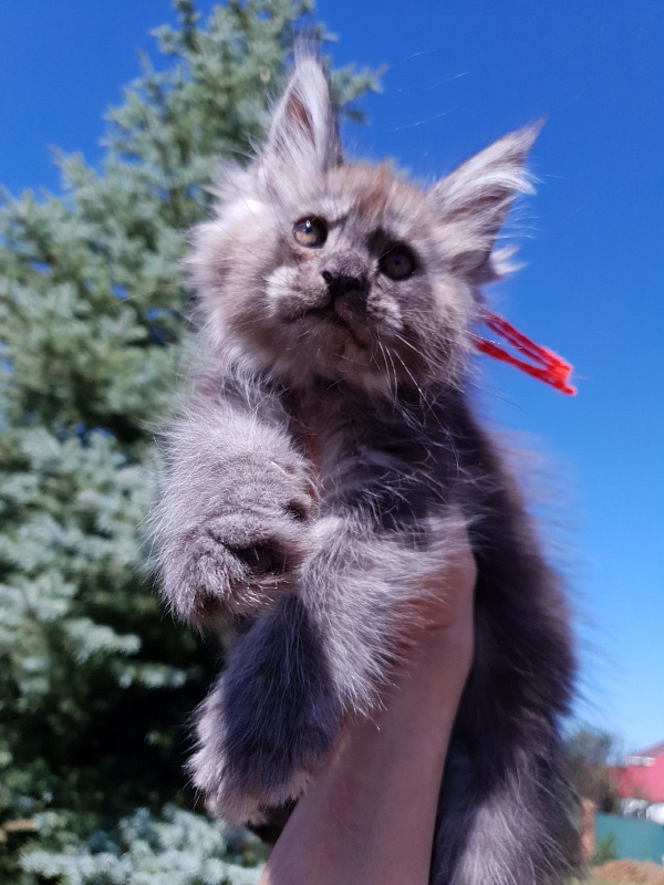 R*Tapioca  Akbars (PET) - Kitten maine-coon 2 months