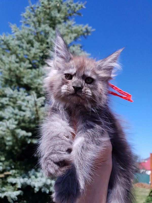 R*Tapioca  Akbars (PET) - Kitten maine-coon 2 months